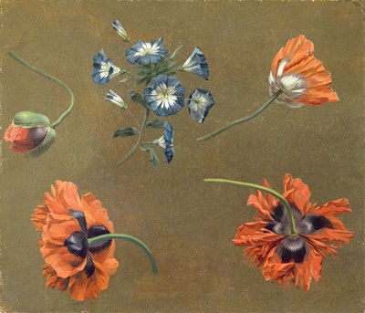 Amapolas y Tradascanthus de Swiss School